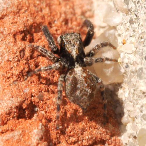 Réf. 294 819 : Pseudeuophrys lanigera
